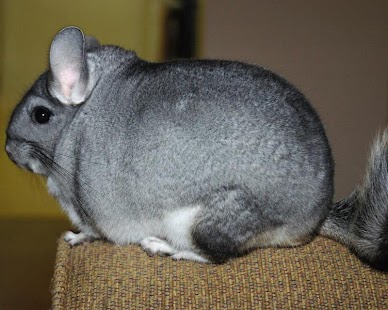 Chinchilla Wallpapers Screenshots 0