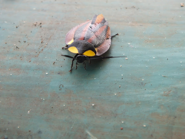 Forest Cockroach | Project Noah