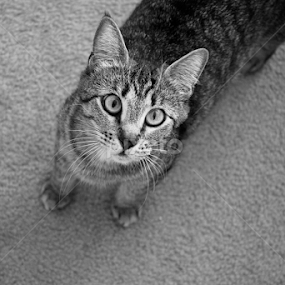 Gaze by Allie Riker - Animals - Cats Portraits