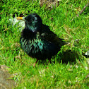 Shetland Starling