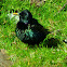 Shetland Starling