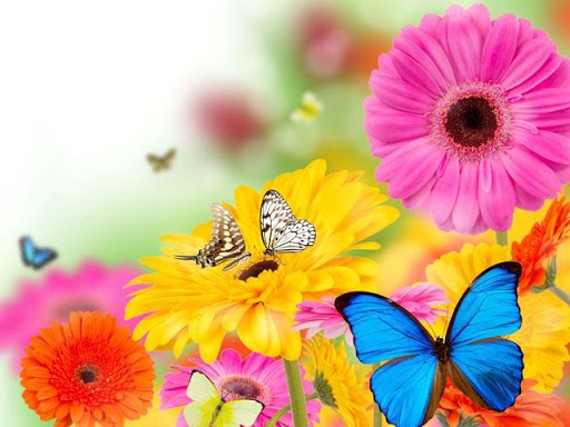 Butterfly Spring Wallpapers