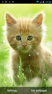 How to mod Cat Live Wallpaper 1.6 apk for laptop