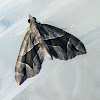 Triangle Forest Carpet (Moth)