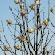 Magnolia x soulangeana - white