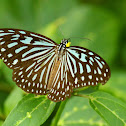 Blue Glassy Tiger Butterfly