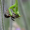 African Mantis Female