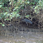 Great-billed heron