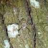 Bark Spider, Ornamental Tree Trunk Spider