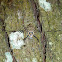 Bark Spider, Ornamental Tree Trunk Spider