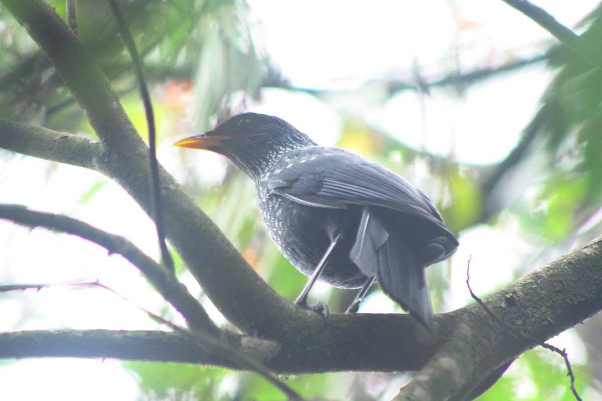 kalchura(Himalayan Whistling Thrush)  )