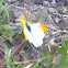 Orange-tip Butterfly