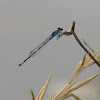 Sandhill Bluet