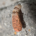 Hypertropha chlaenota (pupa)