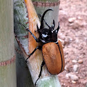 Yellow Five-horned Stag Beetle