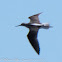 Greenshank; Archibebe Claro