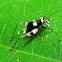 Spotted Cricket