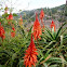 Aloe arborescente, planta pulpo, aloe candelabro