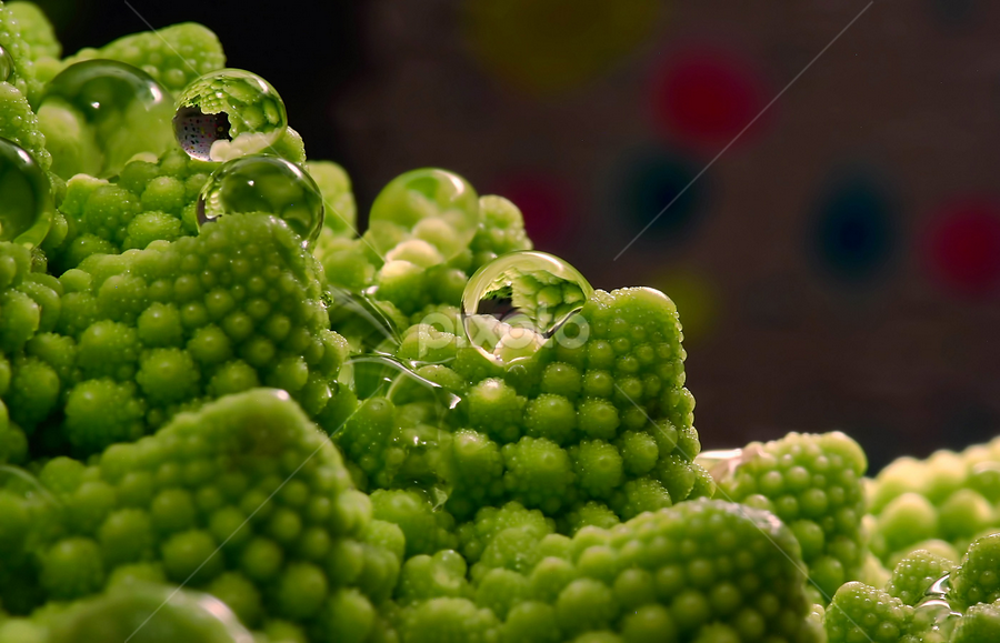 Moonscape or Romanesco cabbage? by Peri Mario Angelo - Nature Up Close Gardens & Produce