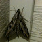 White lined Sphinx Moth