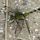 Eastern Pondhawk Dragonfly (female)