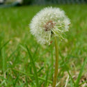 Dandelion seeds