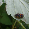 Maple Bug/ Boxelder bug