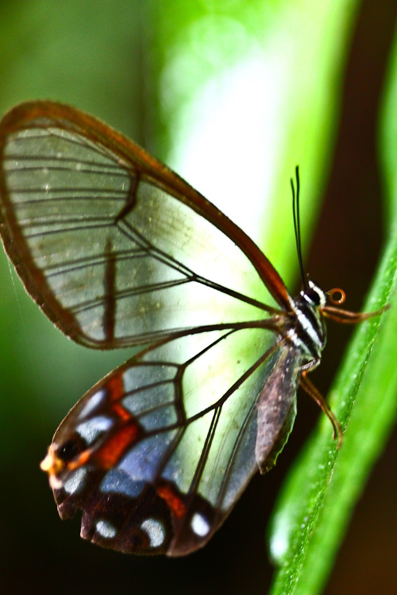 Clearwing Satyr