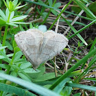 Linden Looper Moth