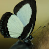 Psychonotis butterfly