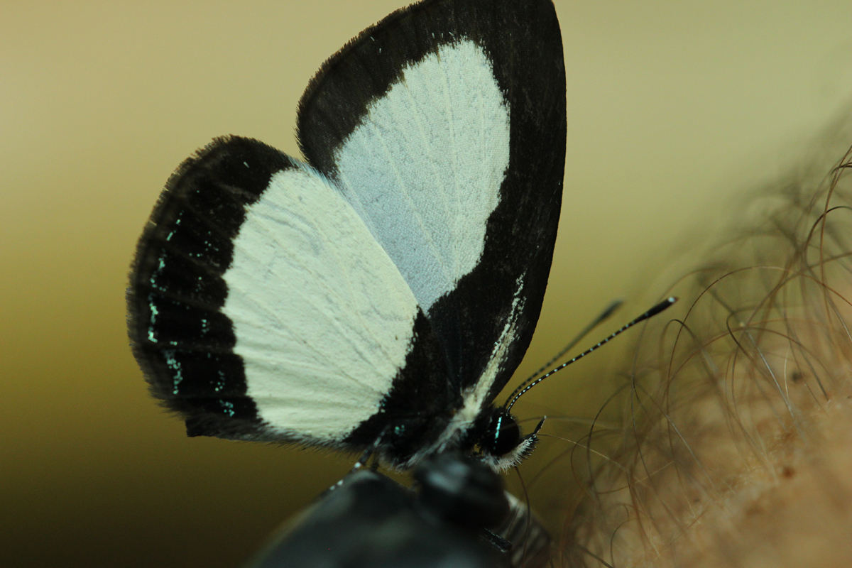 Psychonotis butterfly