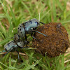 Dung beetles fighting