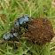 Dung beetles fighting