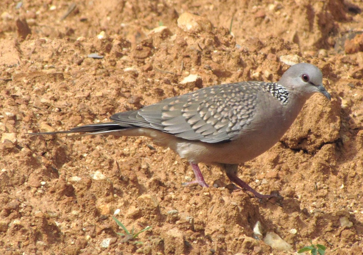 Spotted Dove