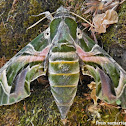 Oleander hawk-moth