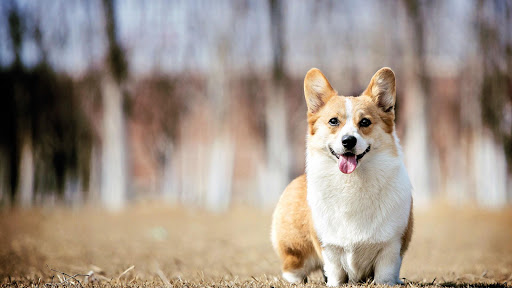 【免費工具App】Cute corgi wallpaper-APP點子