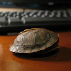 Eastern Box Turtle (Hatchling)