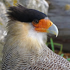 Southern Caracara