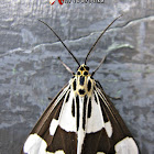 Nyctemera Tiger Moths