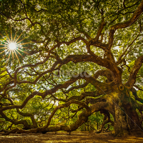 Angel Oak Tree by Serge Skiba - Landscapes Forests