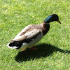 Blue Headed Mallard