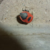Red Pentatomid bug