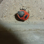 Red Pentatomid bug