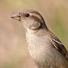 Gorrión común (House Sparrow)