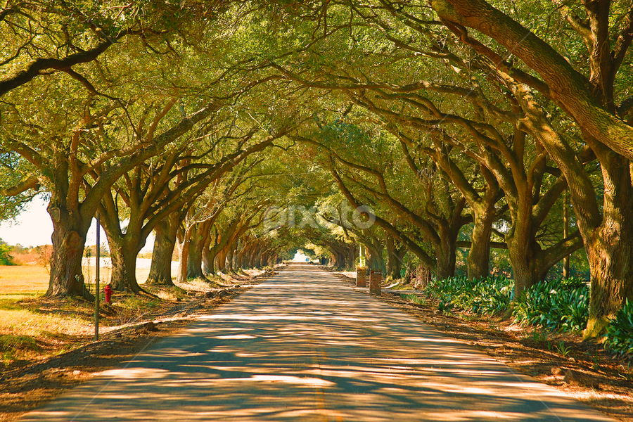 Live Oak Tree lane by Ron Olivier - Nature Up Close Trees & Bushes