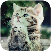 Cute Cat Wallpapers 1.0%20%20%20 Icon