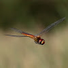 薄翅蜻蜓 Pantala flavescens