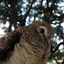 Zebra dove