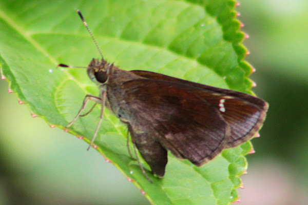 Twin Spot Skipper Butterfly Project Noah