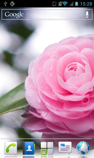 Camellia HD Live Wallpaper